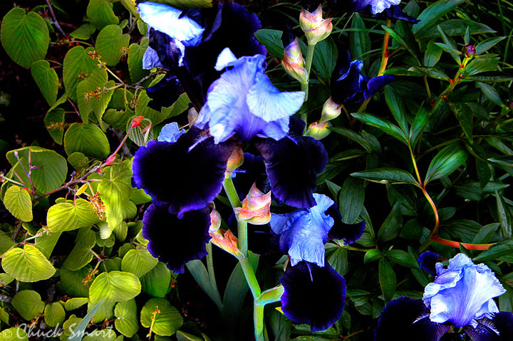 In the Garden