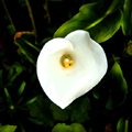 In the Garden #2