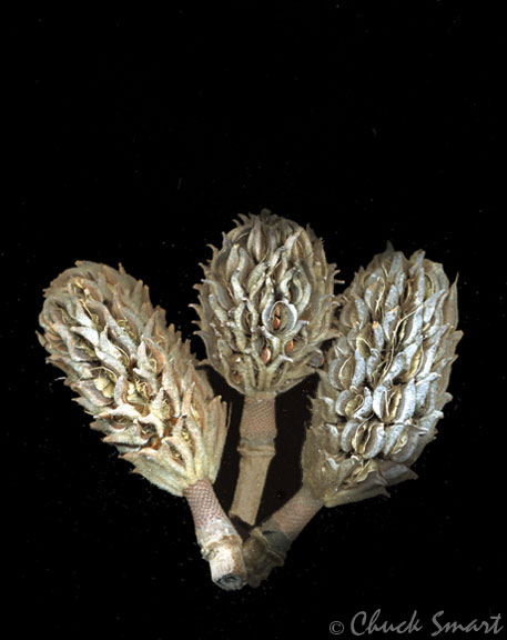 Pods