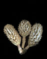 Pods